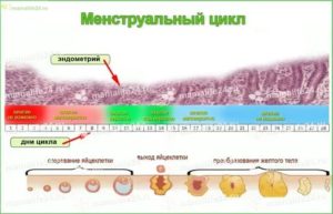 Когда начинаются месячные после поздней овуляции