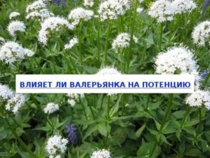 Может ли валерьянка влиять на потенцию