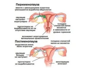 Роль яичников при климаксе