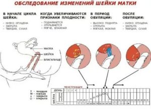 Может ли пульсировать матка перед месячными