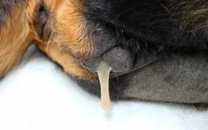 У кобеля молочница