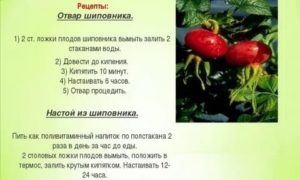 Отвар шиповника при раке молочной железы