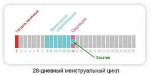 Может ли девушка забеременеть во время месячных или сразу после них