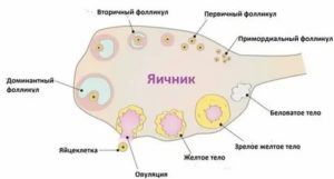 Каким должен быть фолликул на день менструального цикла