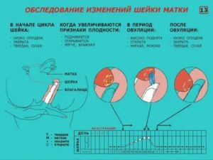 Как узнать месячные или беременность по выделениям и по шейке матки