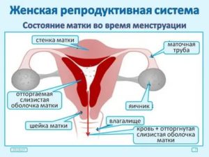 Как заставить сокращаться матку во время месячных