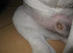 У кобеля молочница