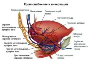 Анатомия предстательной железы википедия кровоснабжение