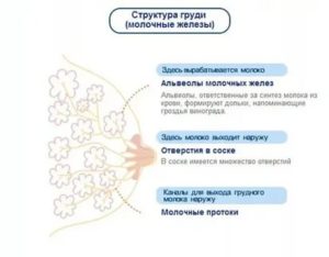 Когда может появится менструация если ты кормишь грудью