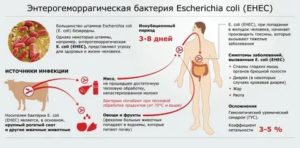 Эшерихия коли в простате лечение