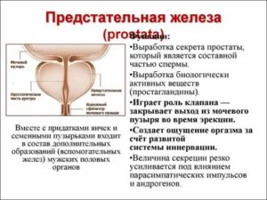 Физиология и анатомия предстательной железы