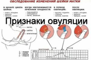 Может ли быть вторая овуляция перед месячными