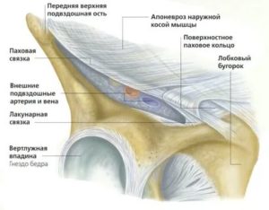 Паховые связки разрыв узи