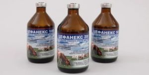 Ветеринарные препараты для лечения эндометрита у коров