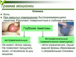 Препарата при ушибе мошонки
