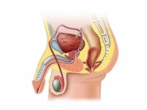 Может ли у мужчины быть эрекция без яичек у