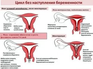 Когда могут начаться месячные при эндометрии 13