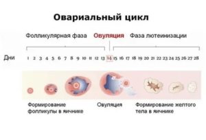 Какими должны быть месячные при ановуляторном цикле