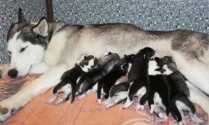 Когда у хаски идут месячные