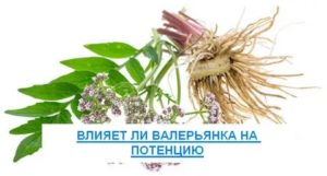 Может ли валерьянка влиять на потенцию