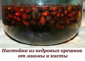 Кедровые орехи настойка на водке лечебные свойства при миоме матки