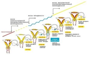 Как называется фаза перед месячными