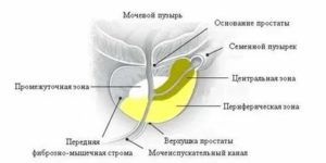 Что такое эстрогенотерапия предстательной железы