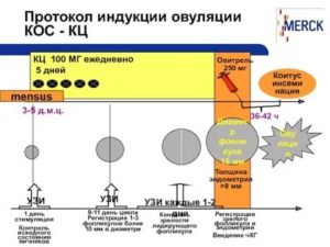 Узи контроль при стимуляции овуляции