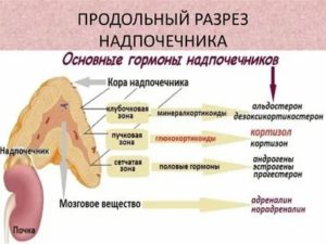 Как надпочечники влияют на месячные