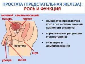 Диагноз предстательная железа susp