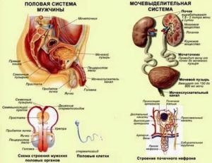 Мочеполовая система мужчины диагностика