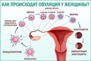 Когда яйцеклетка не оплодотворена как она выходит с месячными