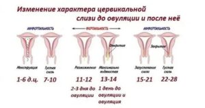 Когда открывается цервикальный канал при месячных