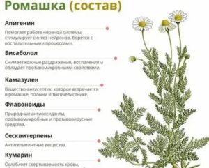 Как пить отвар ромашки при задержке месячных