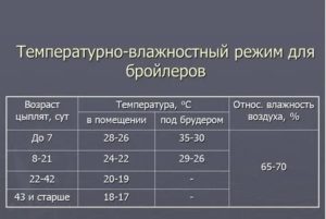 Какая температура должна быть у месячных бройлеров в домашних условиях