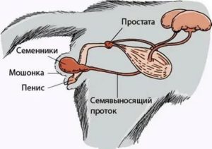 Где находится предстательная железа у кота