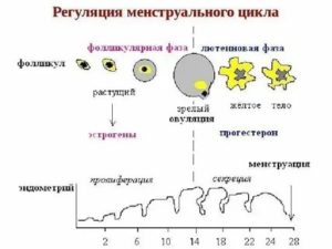 Что такое регуляция менструального цикла