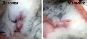Могут ли быть у крольчихи месячные