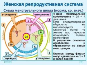 Как уменьшить количество дней в менструальном цикле