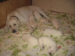 Когда у лабрадоров месячные