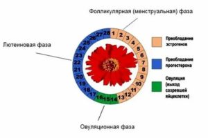 Как определить лютеиновую фазу менструального цикла