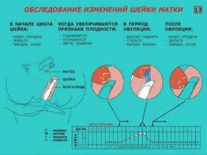 Когда шейка матка опускается перед месячными по дням
