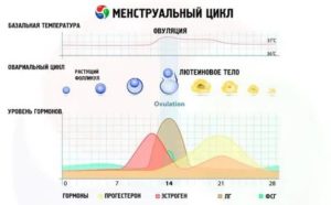 Может ли метипред влиять на месячные