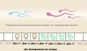 Как быстро забеременеть после месячных народными средствами девочкой