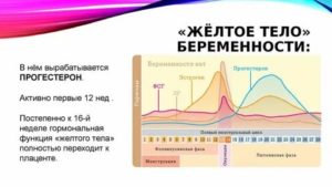 Какого размера должно быть желтое тело перед месячными