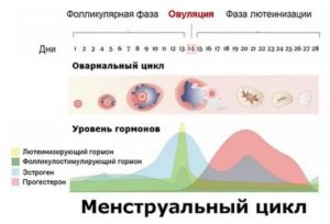Что если силуэт начать принимать после месячных