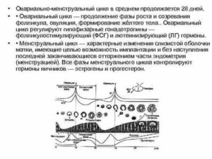 Что такое овариально менструальный цикл